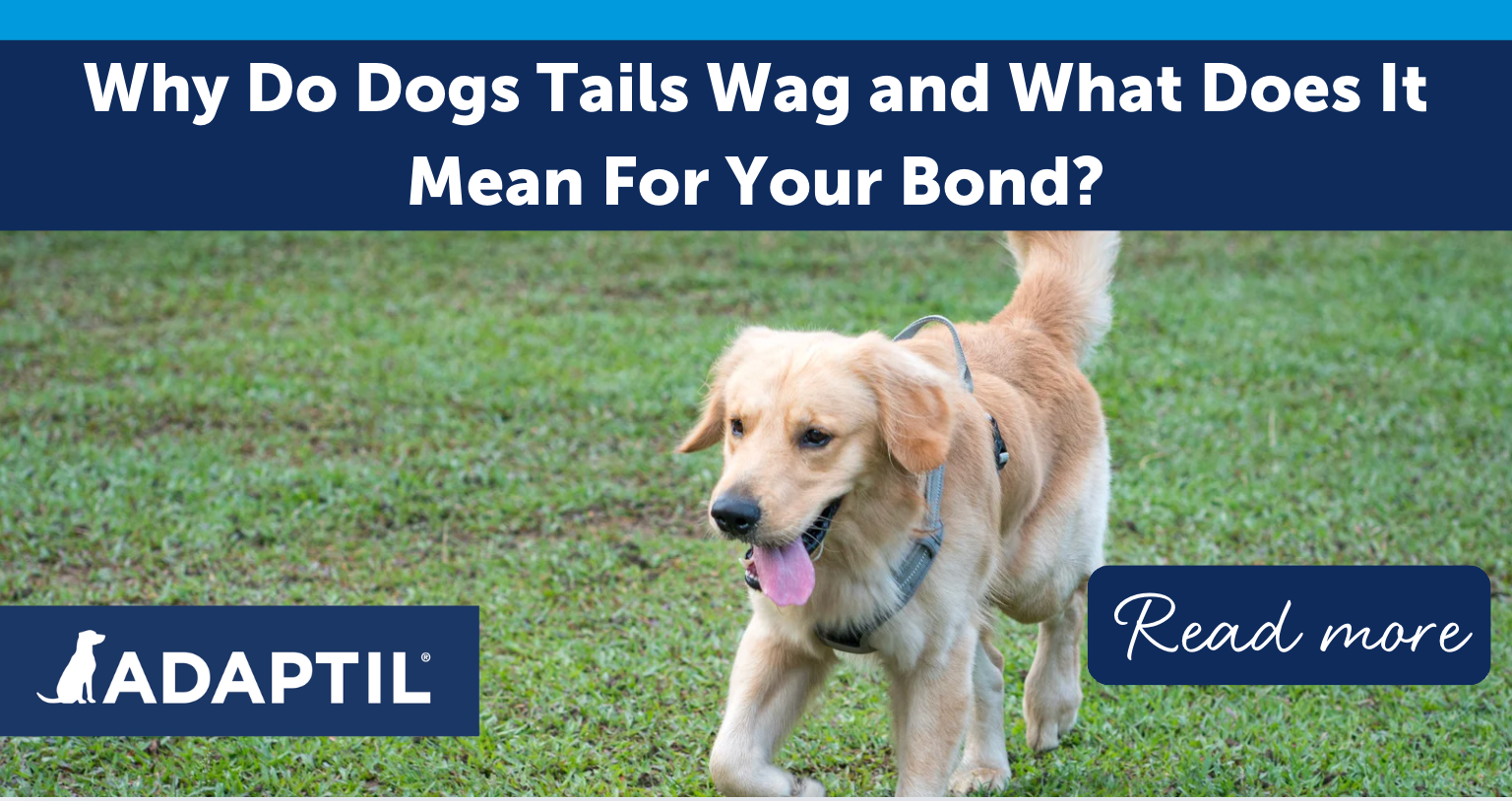 Dog tail wagging on walk in the park.