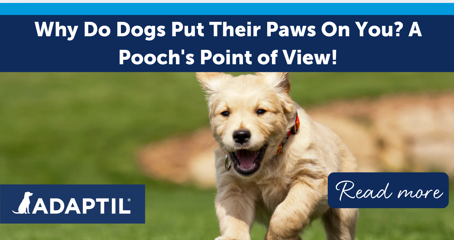 Why Do Dogs Put Their Paws On You? A Pooch's Point of View!