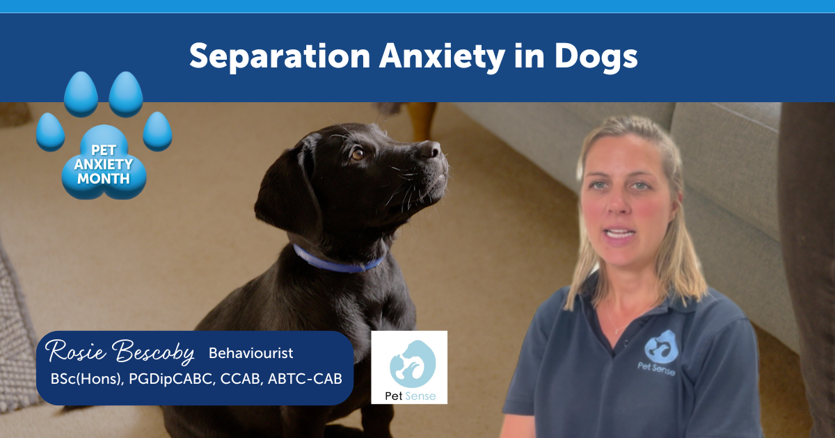Separation Anxiety In Dogs - Learn from Behaviourist Rosie Bescoby