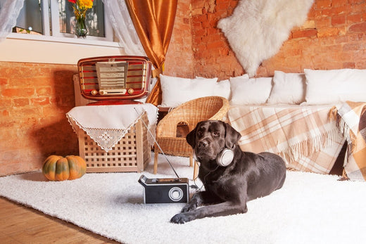 Is Music Therapeutic For Dogs? Can Music Calm Dog Stress?