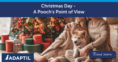 Christmas Day - A Pooch's Point Of View