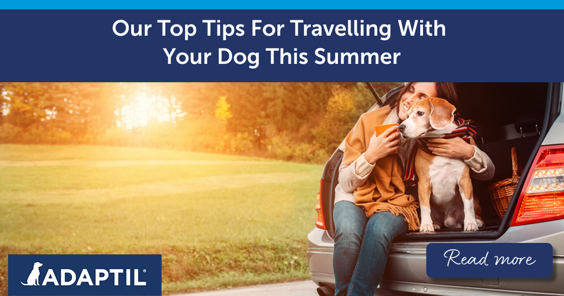 Our Top Tips For Travelling With Your Dog This Summer