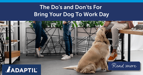 The Do's And Don't For Bring Your Dog To Work Day