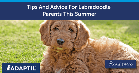 Tips And Advice For Labradoodle Parents This Summer