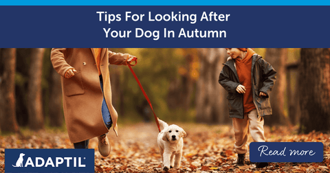 Tips For Looking After Your Dog In Autumn