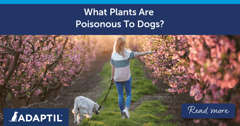 What Plants Poisonous To Dogs?