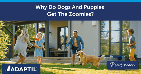Why Do Dogs and Puppies Get the Zoomies?