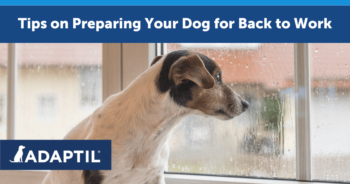 Tips on Preparing Your Dog for Back to Work