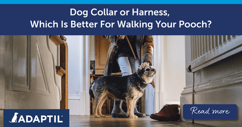 Dog Collar or Harness, Which Is Better For Walking Your Pooch?