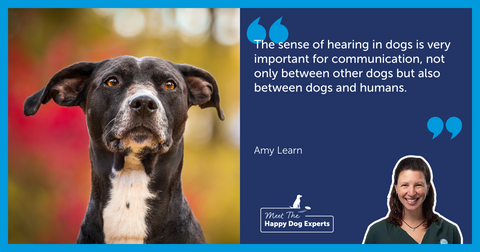A Dog’s Sense of Hearing: Happy Dog Expert Explains