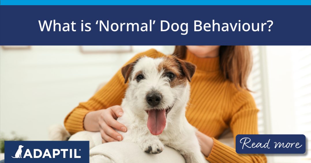 Happy Jack Russell Terrier reclining on a woman's lap