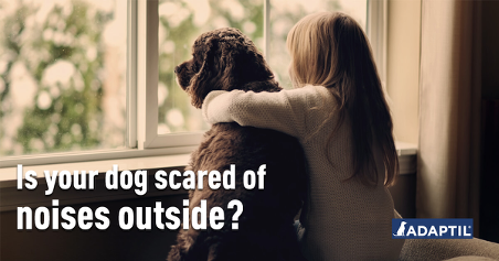 Is Your Dog Scared of Noises Outside? 8 Ways to Help