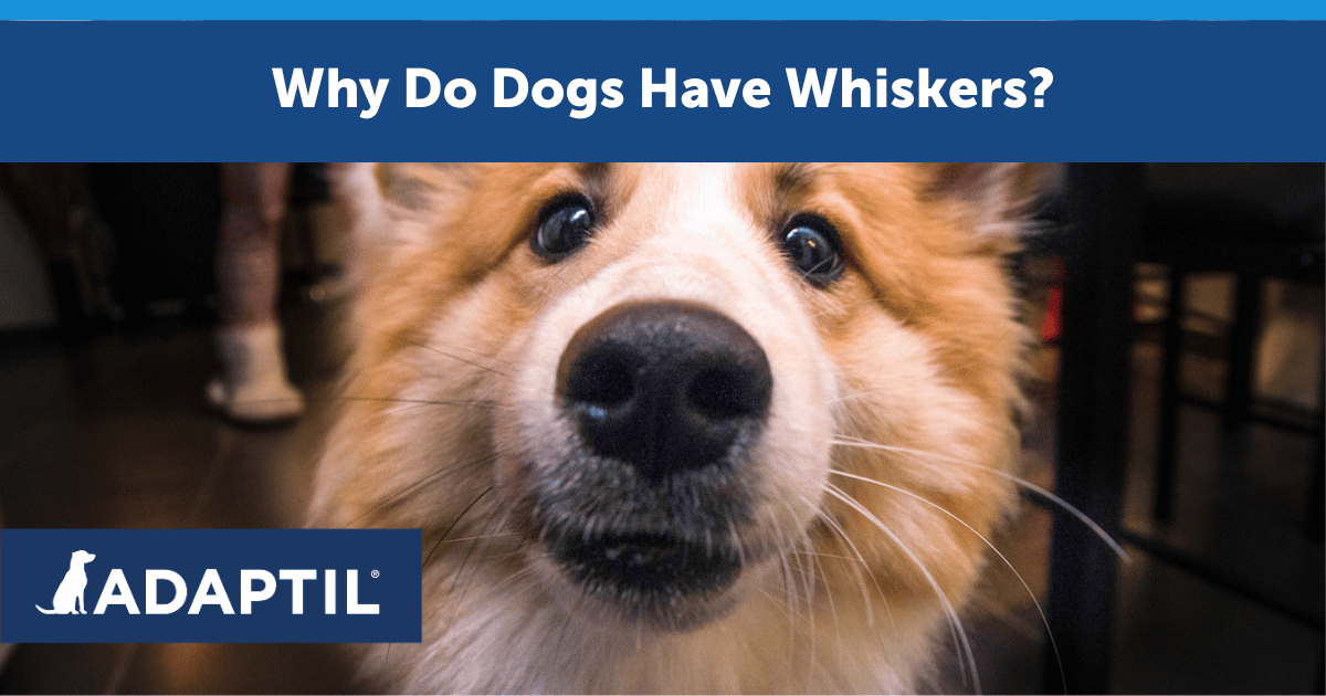 Why Do Dogs Have Whiskers?