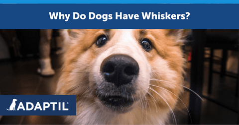 Why Do Dogs Have Whiskers?