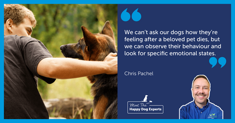 Happy Dog Expert: Help A Dog With Grief