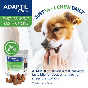 Dog Eating ADAPTIL Chews