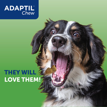 Dog Eating Adaptil Chews