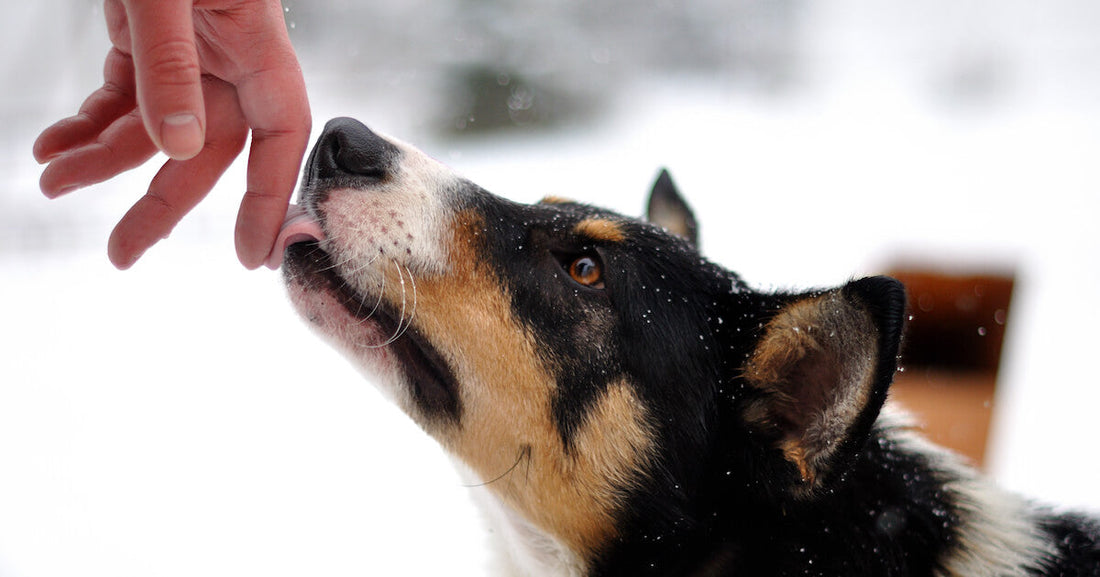 A Pooch's Point of View: Why Do Dogs Lick?