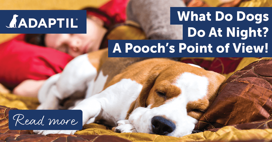 What Do Dogs Do At Night? A Pooch's Point of View!