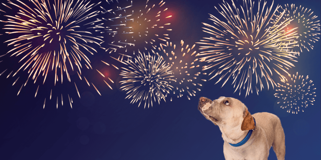 3 Reasons Why Dogs Are Often Scared Of Fireworks
