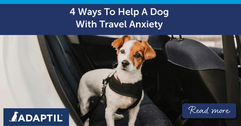 4 Ways To Help A Dog With Car Anxiety