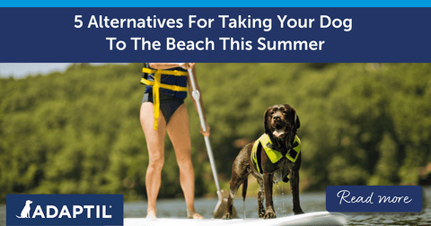 5 Alternatives For Taking Your Dog To The Beach This Summer