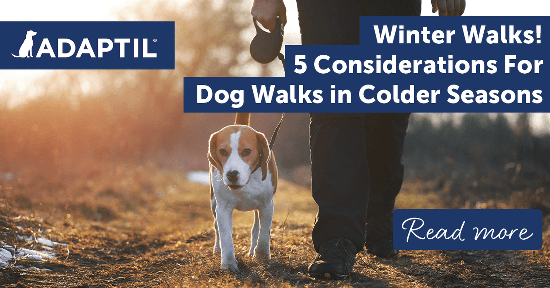 Winter Walks! 5 Considerations For Dog Walks in Colder Seasons