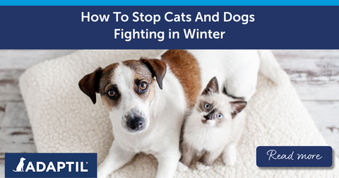 How To Stop Cats And Dogs Fighting In Winter