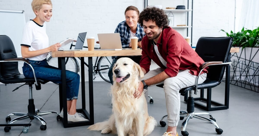 Taking a Dog To Work? 14 Things To Remember!