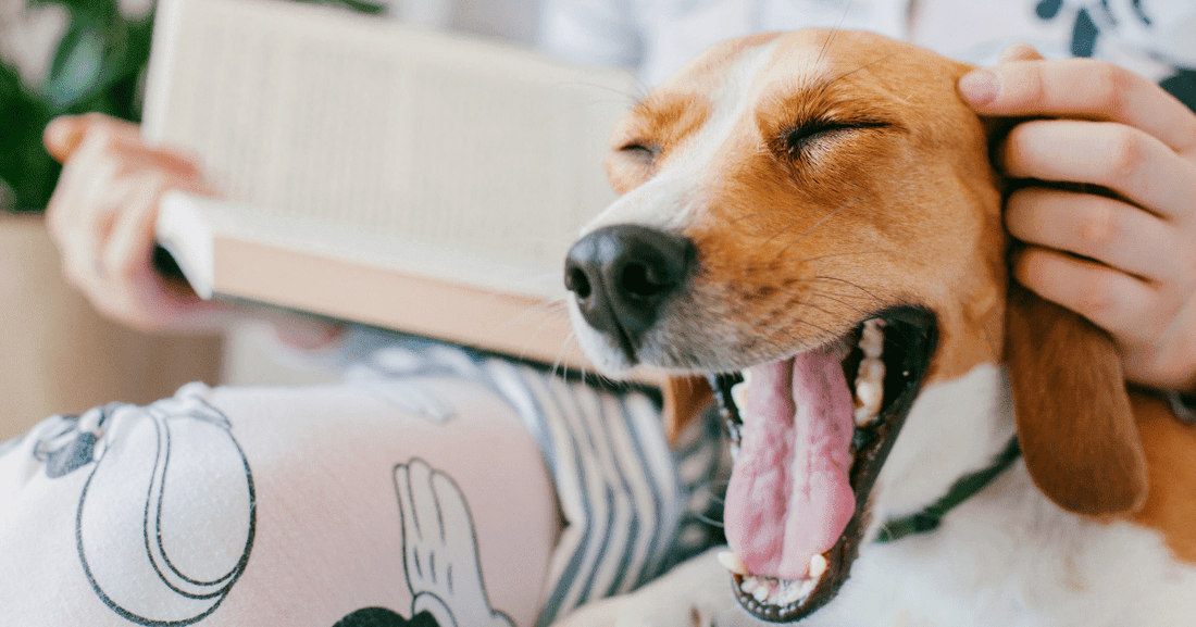 Why Do Dogs Yawn? A Dog's Point of View!