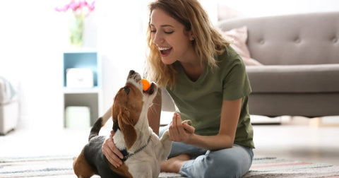 A Pooch's Point of View? Why Do Dogs Like Squeaky Toys?