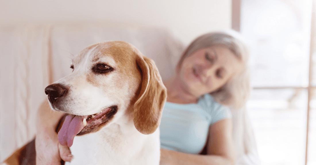 How Dogs Help Us! A History of the Human/ Canine Bond