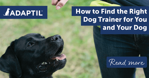 How to Find the Right Dog Trainer for You and Your Dog