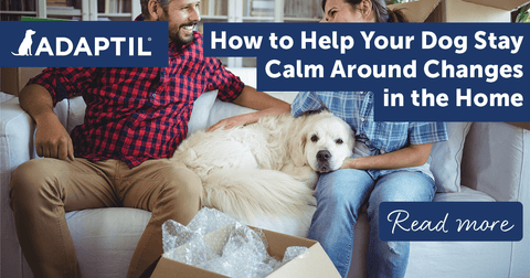 How to Help Your Dog Stay Calm Around Changes in the Home