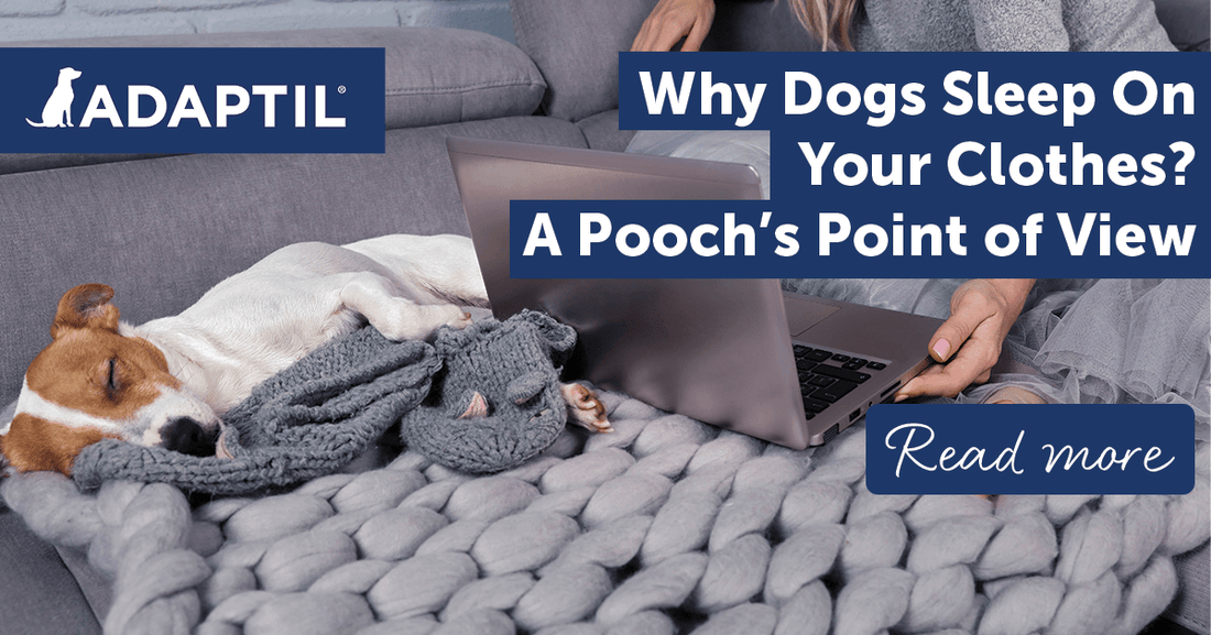 Why Do Dogs Sleep On Your Clothes? A Pooch's Point of View