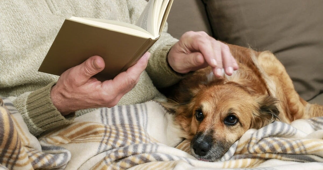 Choosing the right behaviourist for your dog