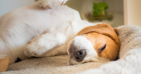 A Pooch's Point of View: Why Does My Dog Sleep So Much?
