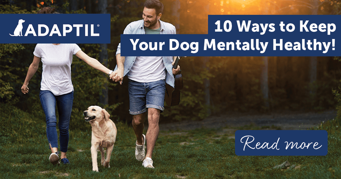 10 Ways to Keep Your Dog Mentally Healthy!