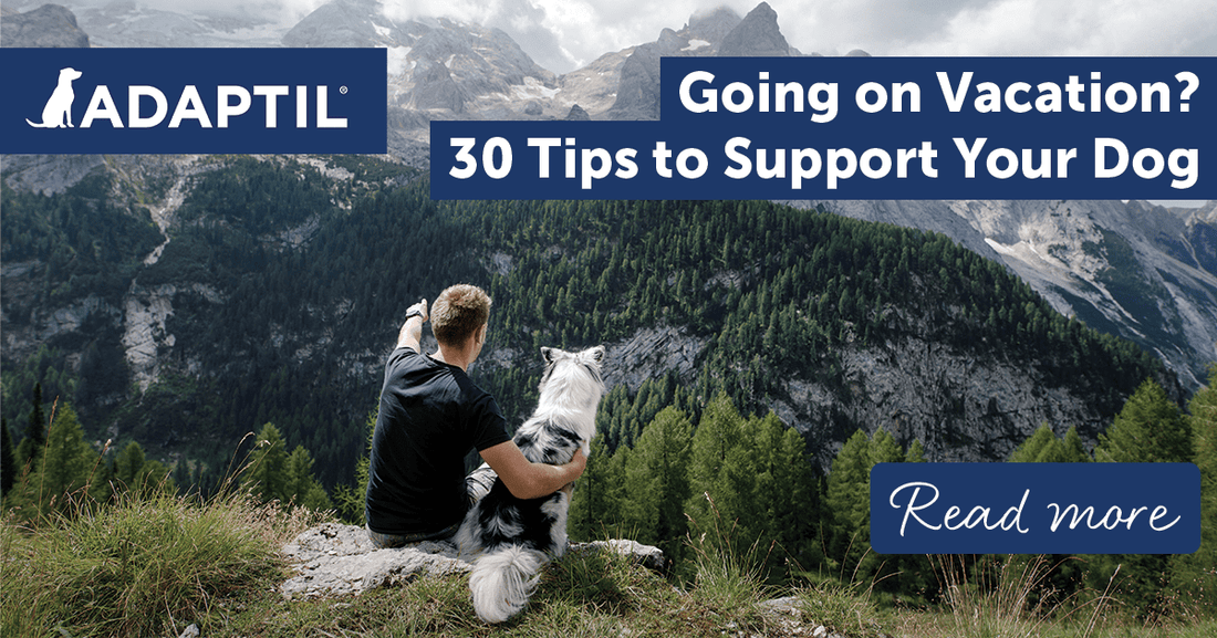 Going on Vacation? 30 Tips to Support Your Dog