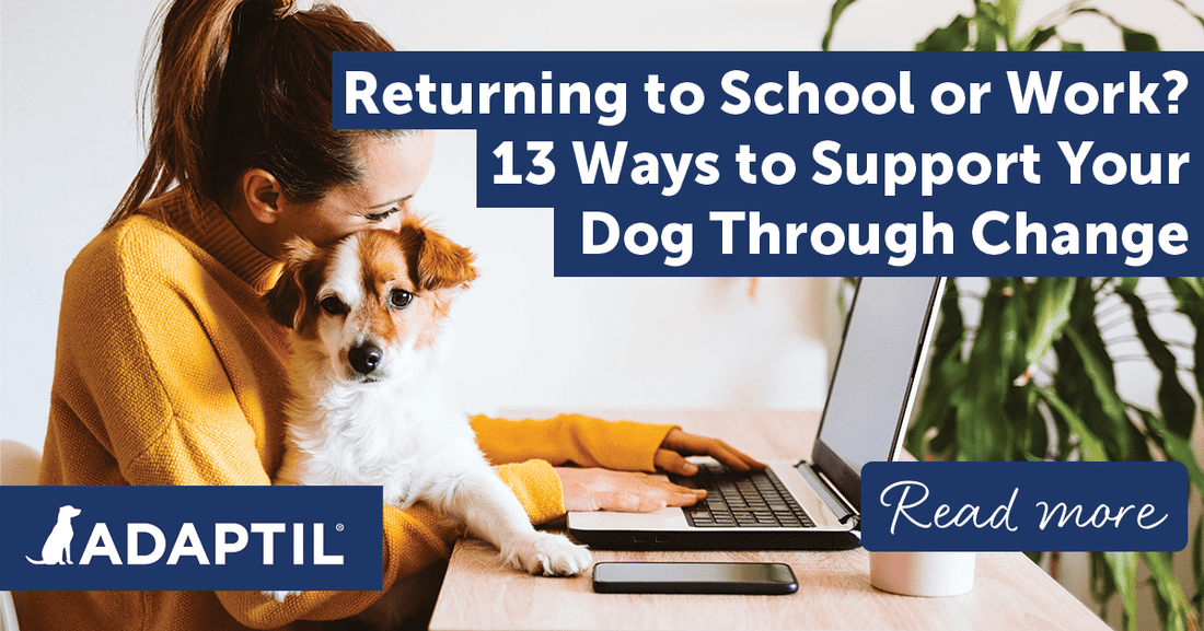 Returning to School or Work? 13 Ways to Support Your Dog Through Change