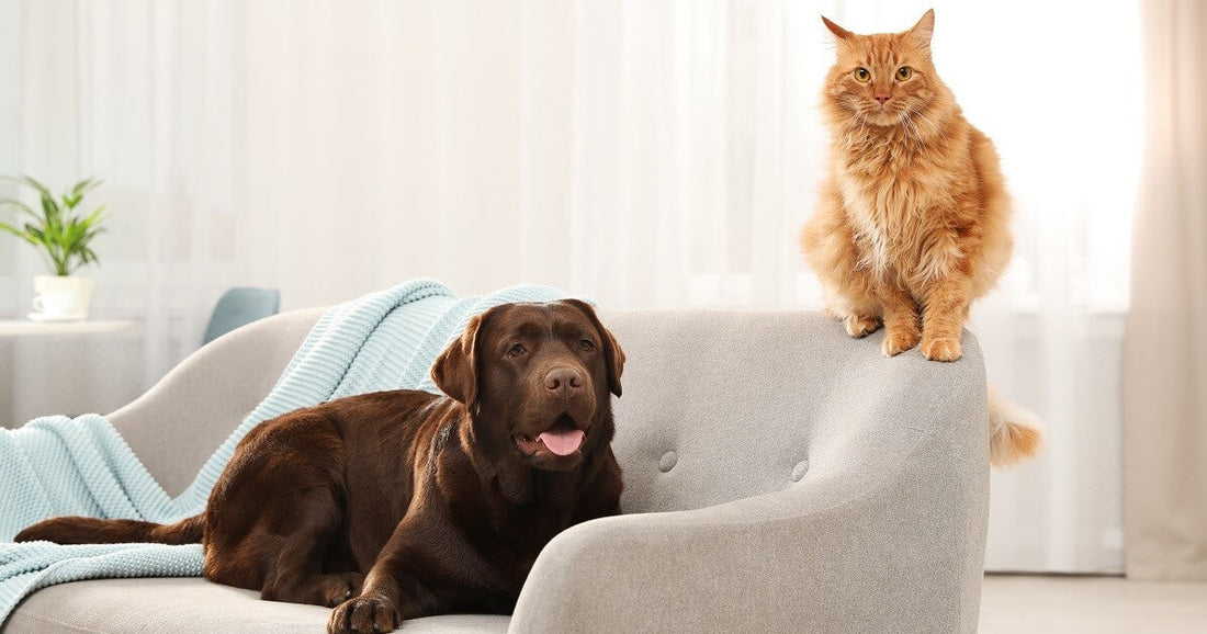 A Pooch's Point of View: Why Do Dogs Hate Cats?