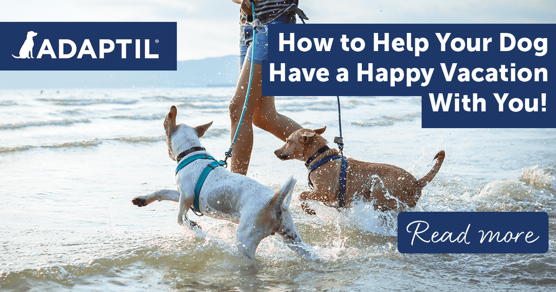 Top Tips for Happy Holidays With a Dog!