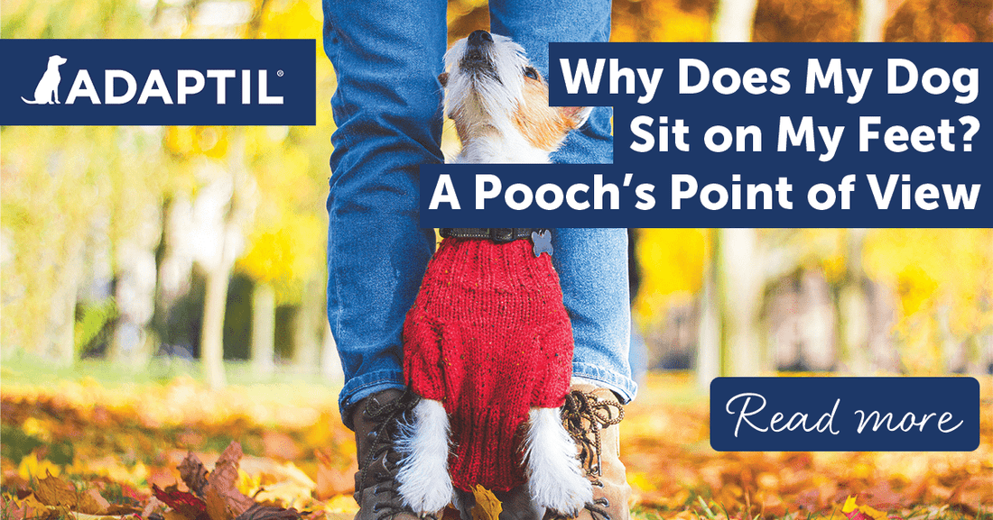 Why Does My Dog Sit on My Feet? A Pooch's Point of View