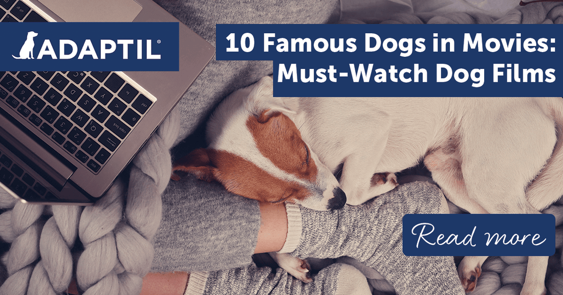 10 Famous Dogs in Movies: Must-Watch Dog Films
