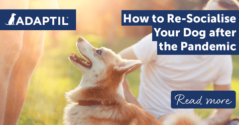 How to Re-Socialise Your Dog after the Pandemic
