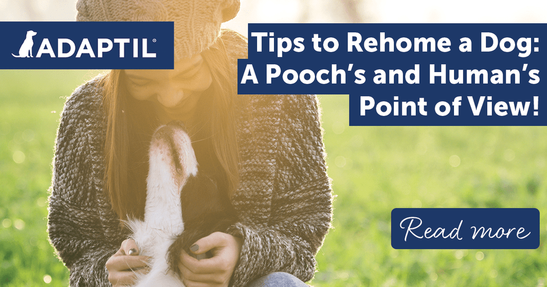 Tips to Rehome a Dog: A Pooch's and Human's Point of View!