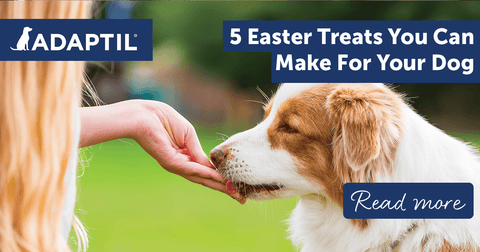 5 Easter Treats You Can Make For Your Dog
