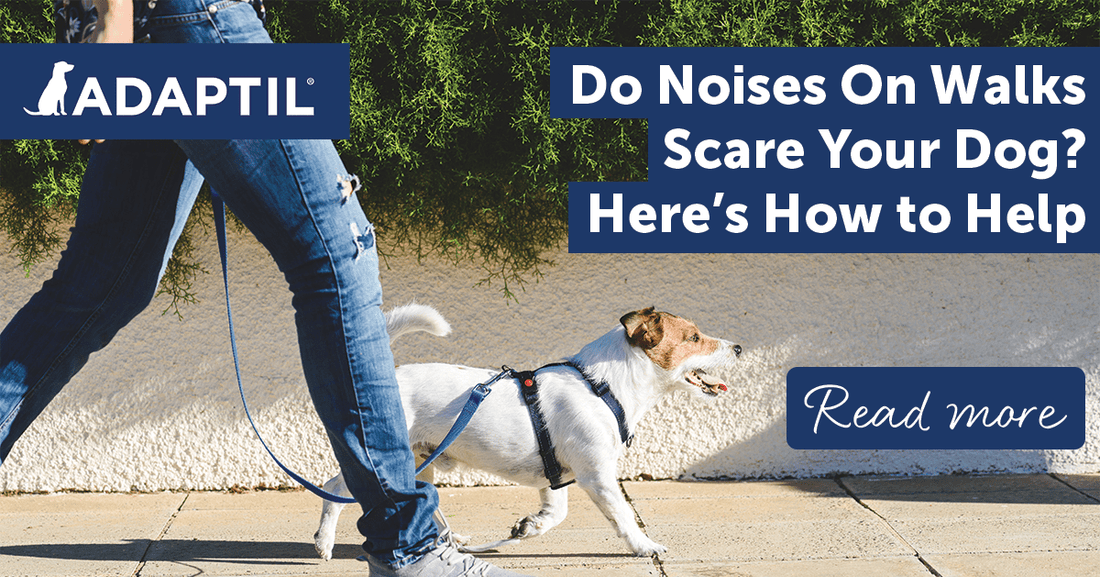 Do Noises On Walks Scare Your Dog? Here's How to Help