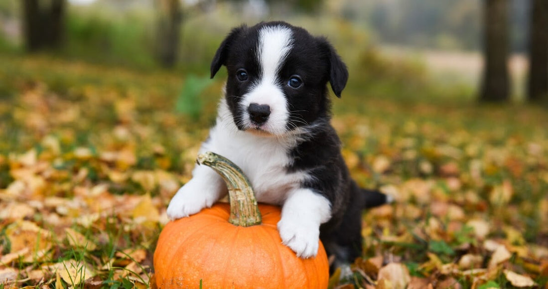 15 Halloween Safety Tips to Prevent Your Dog From Being Spooked!