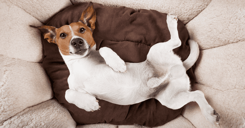 Why do Dogs Dig in their Beds and Circle? A Pooch's Point of View